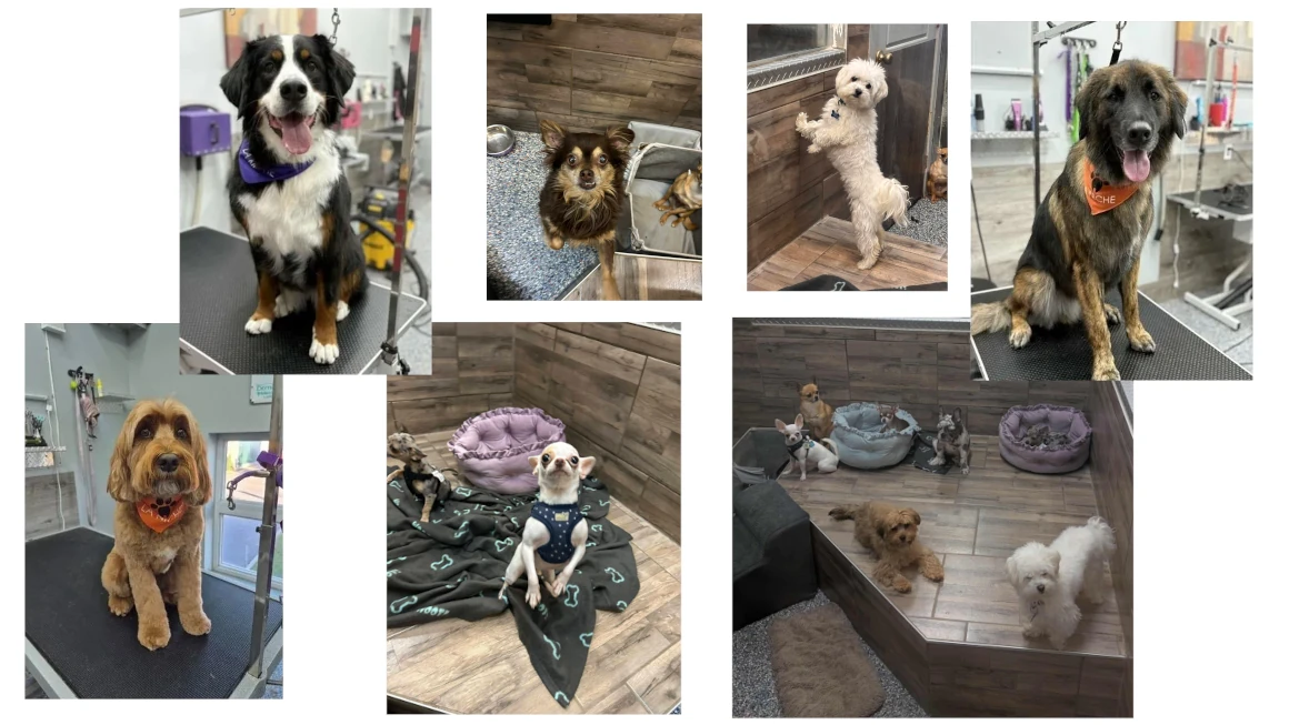 Gallery Photos of La Niche